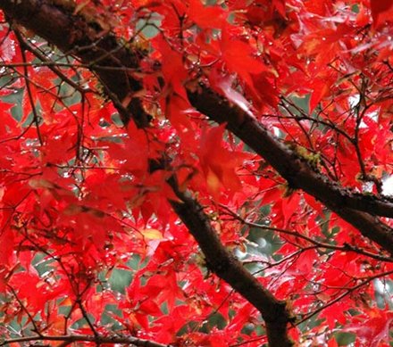 加拿大留学|加拿大留学费用|加拿大留学条件|加